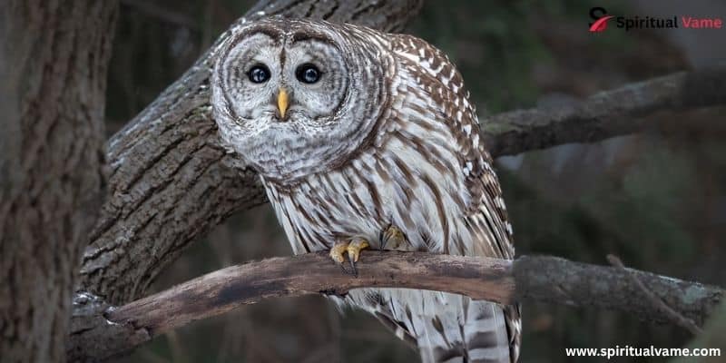 Barred Owl