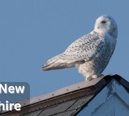 Owls in New Hampshire