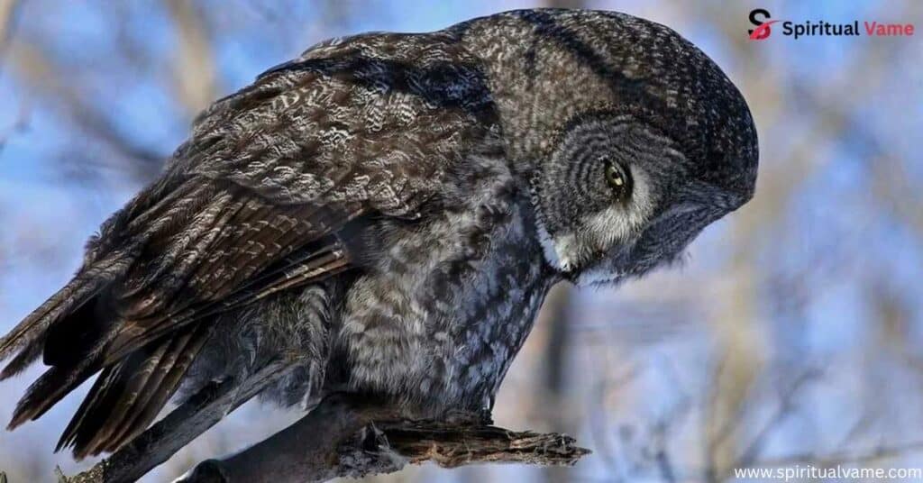 Great Gray Owl