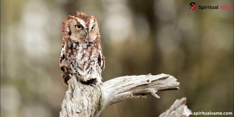 Eastern Screech-Owl