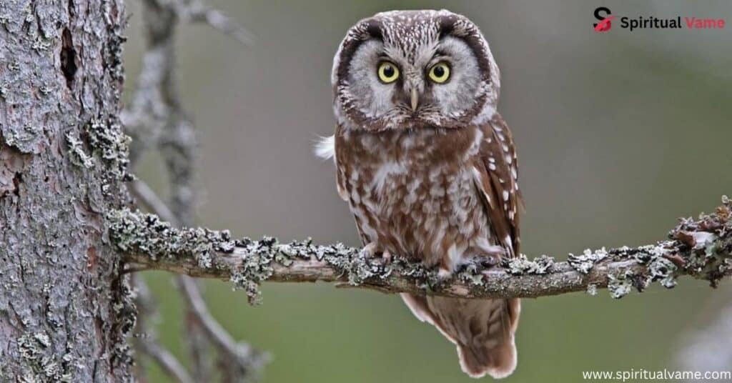Boreal Owl