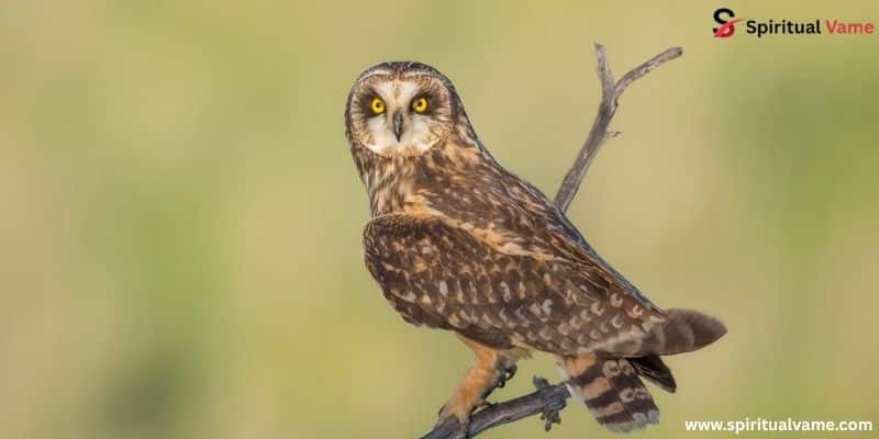 Short-eared Owl
