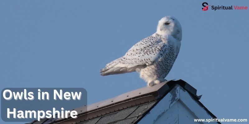 Owls in New Hampshire