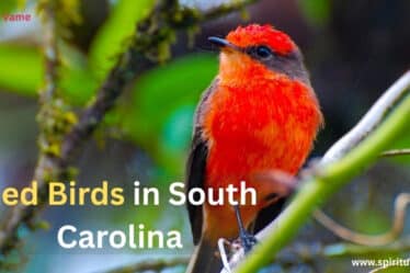 Red Birds in South Carolina