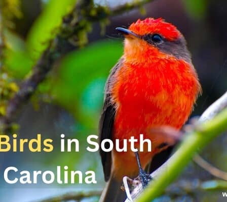 Red Birds in South Carolina