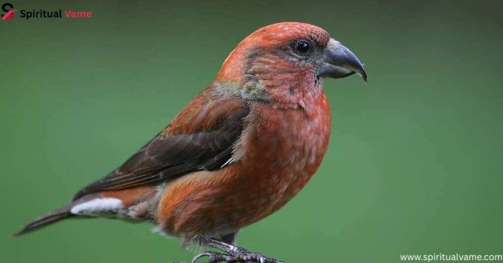 Red Crossbill