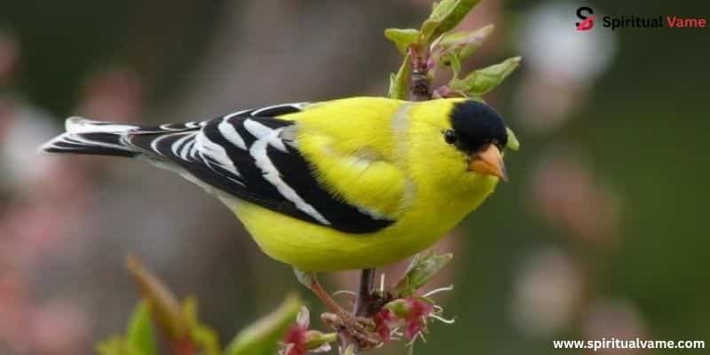 American Goldfinch