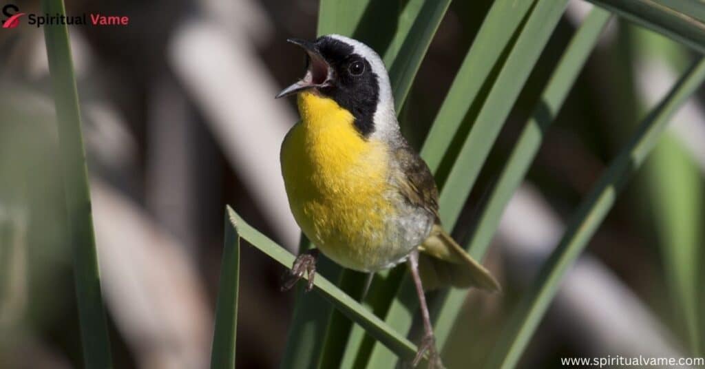 Common Yellowthroat – Geothlypis trichas