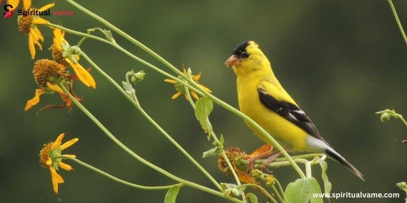 American Goldfinch – Spinus tristis