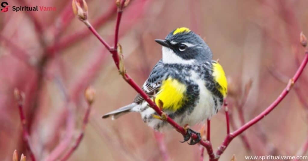 Yellow-rumped Warbler – Setophaga coronata