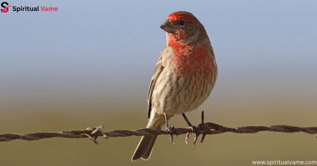 House Finch – Haemorhous mexicanus