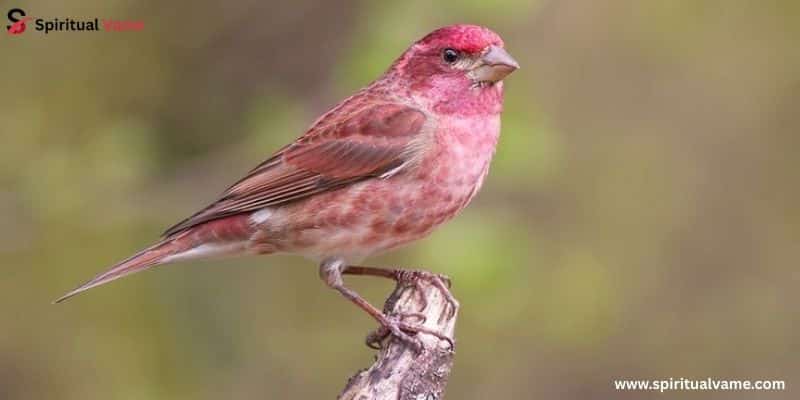 Purple Finch – Haemorhous purpureus