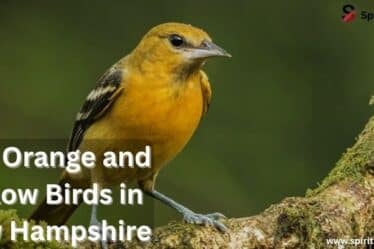 Red Orange and Yellow Birds in New Hampshire