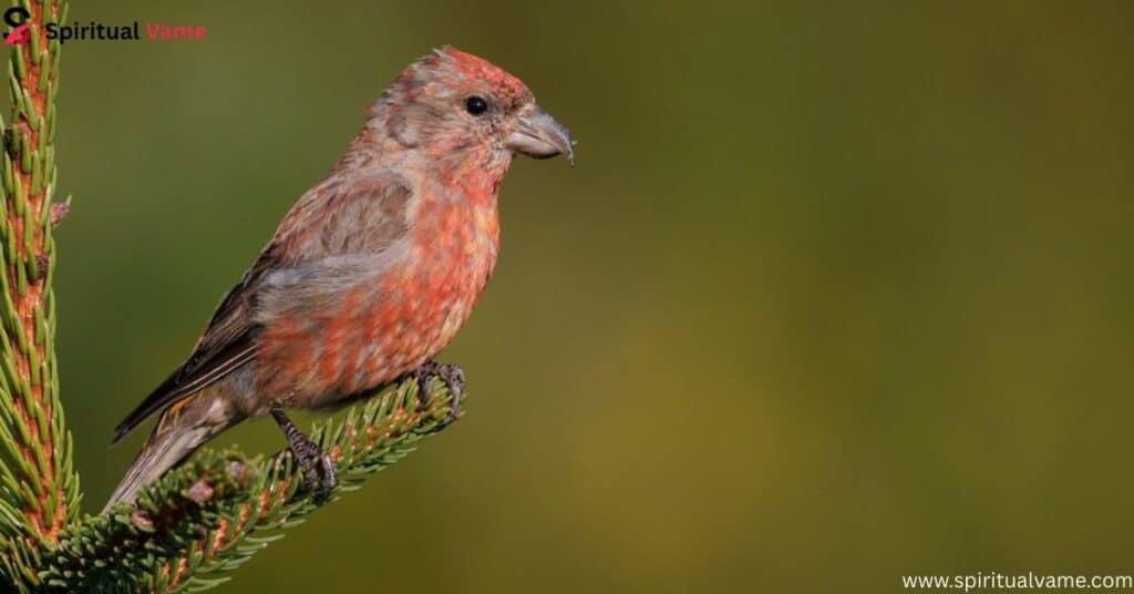 Red Crossbill – Loxia curvirostra