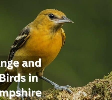 Red Orange and Yellow Birds in New Hampshire