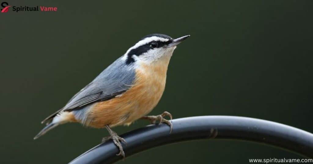 Red-breasted Nuthatch – Sitta canadensis