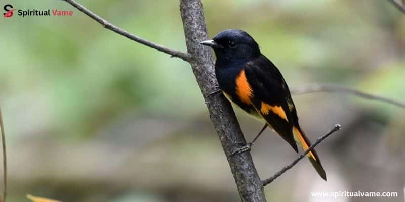 American Redstart – Setophaga ruticilla
