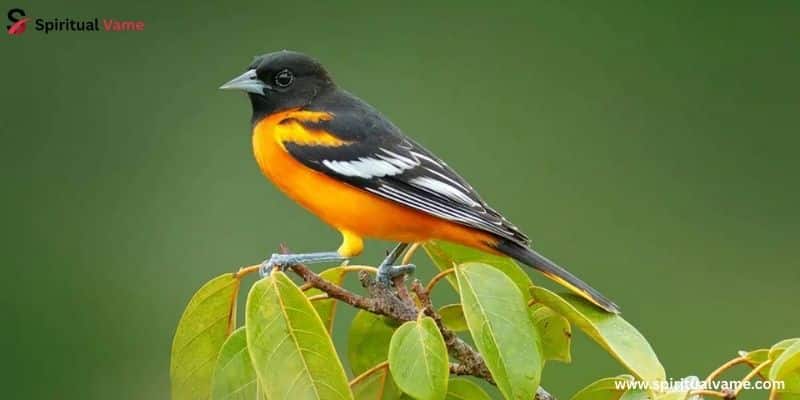 Baltimore Oriole – Icterus galbula