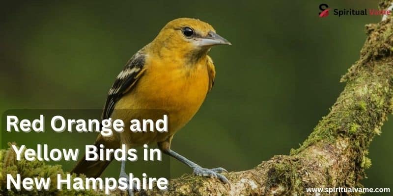 Red Orange and Yellow Birds in New Hampshire