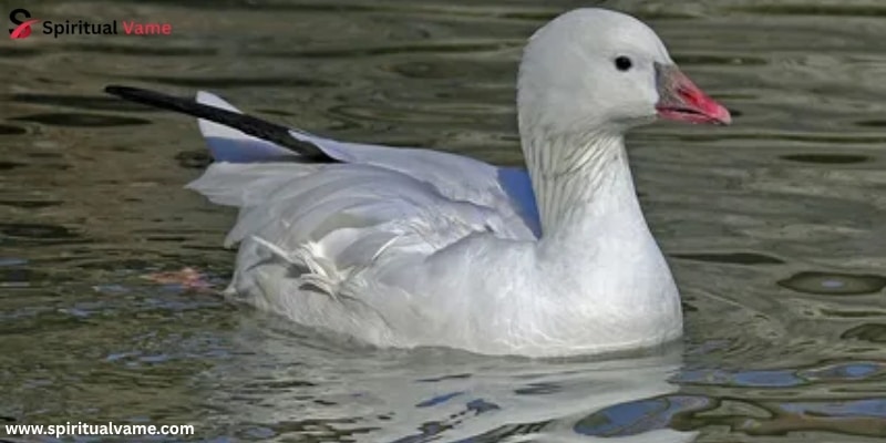 Ross’s Goose