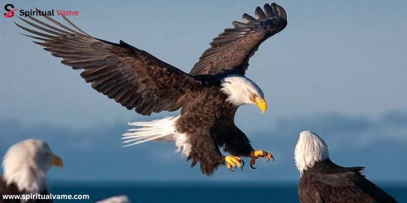 Bald Eagle