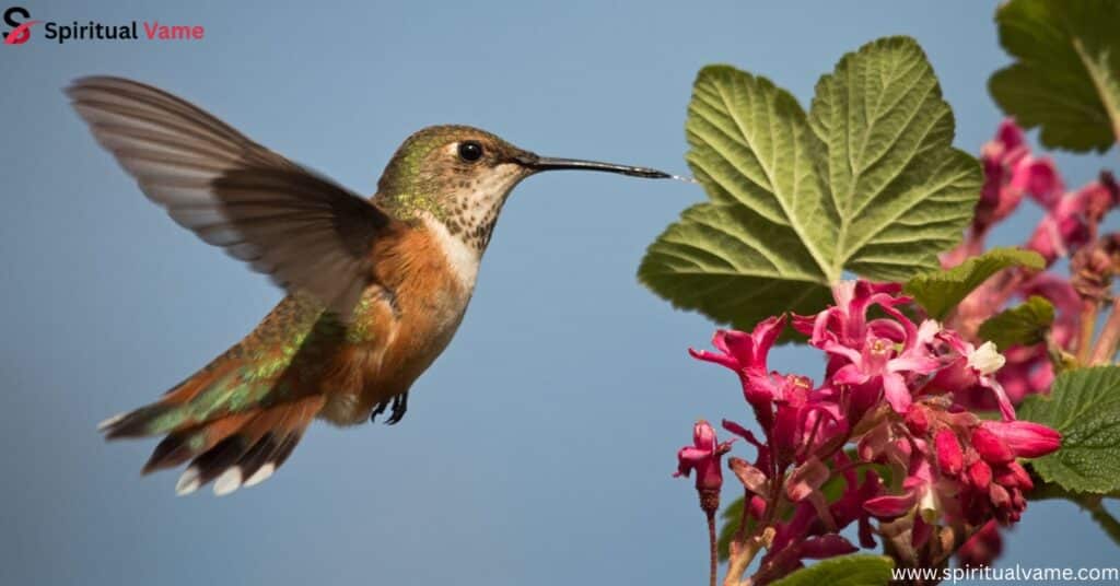 Rufous Hummingbird