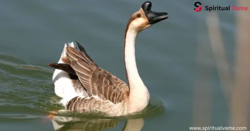 Swan Goose