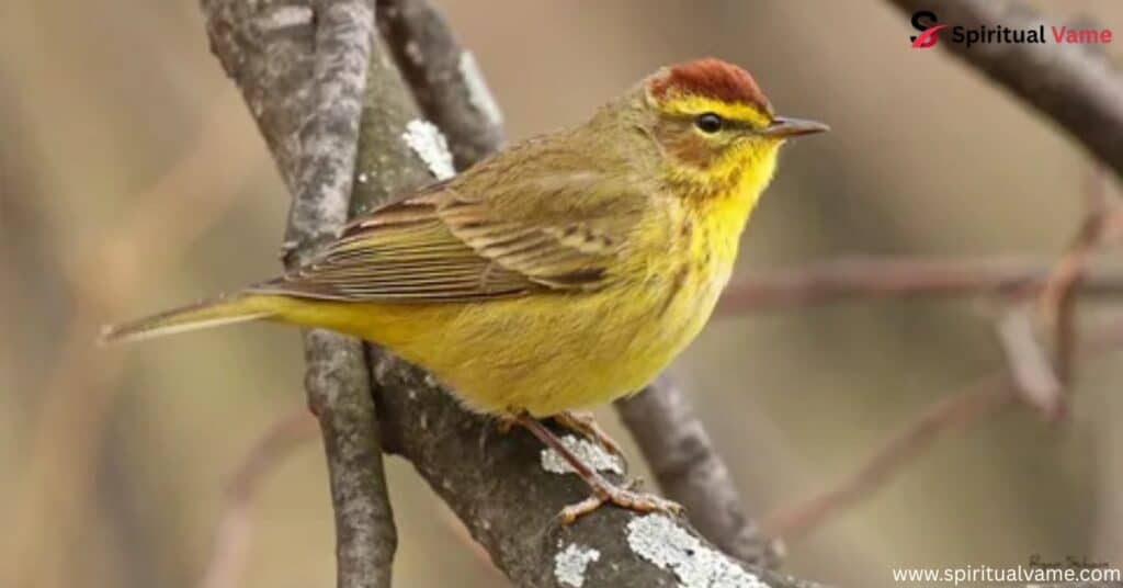 Palm Warbler