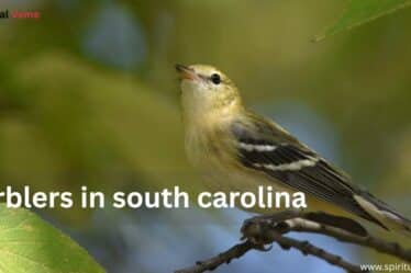 Warblers in South Carolina