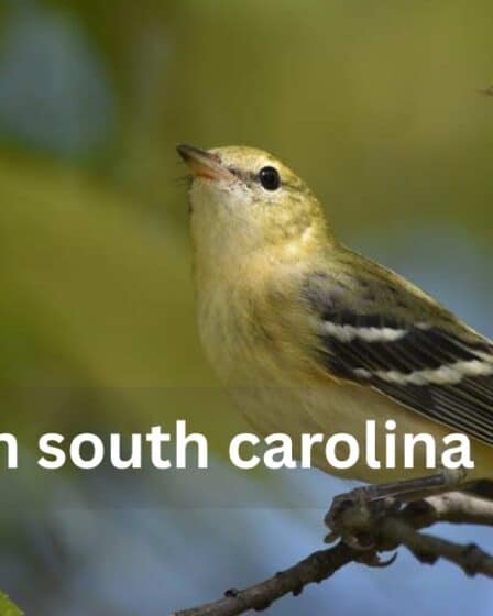 Warblers in South Carolina