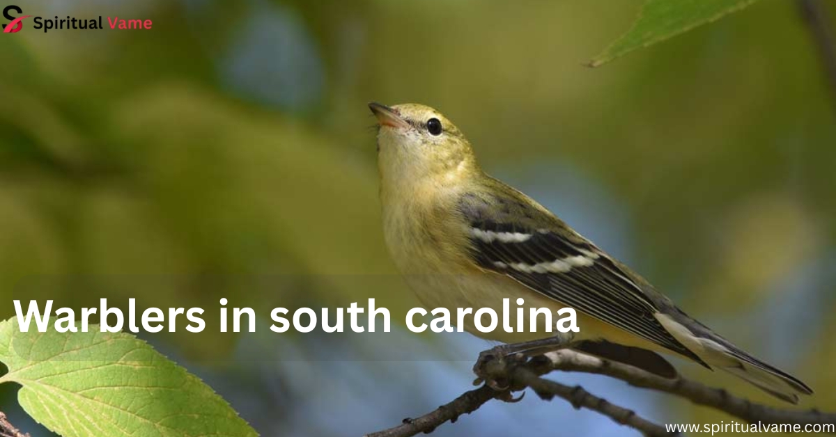 Warblers in South Carolina