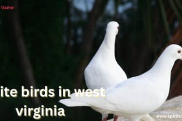 White Birds in West Virginia