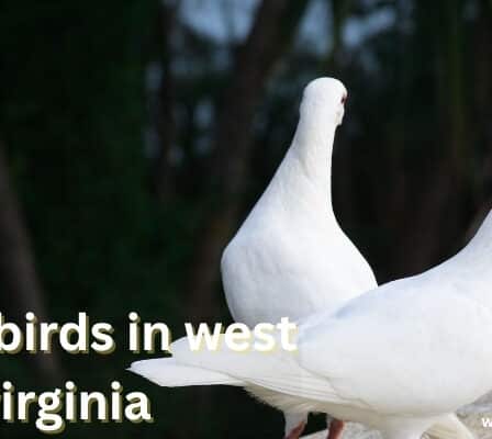 White Birds in West Virginia