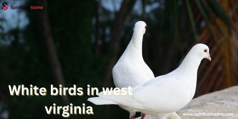 White Birds in West Virginia
