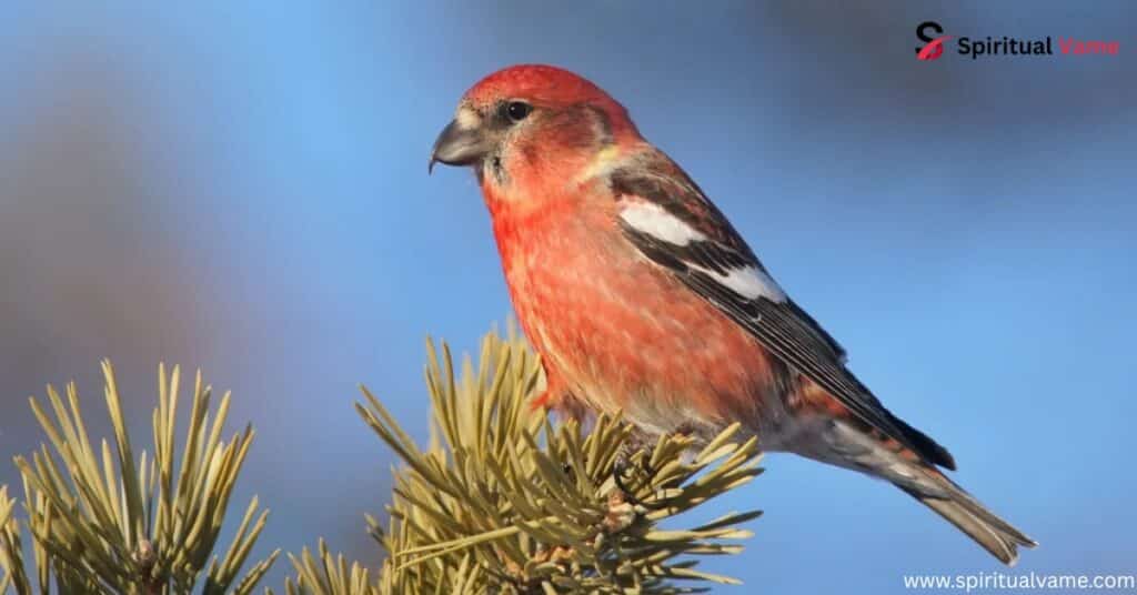 White-winged Crossbill
