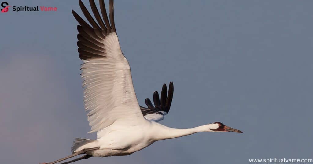 Whooping Crane