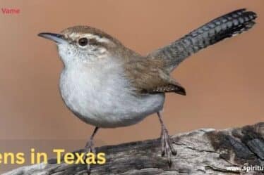 Wrens in Texas