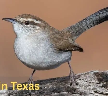 Wrens in Texas