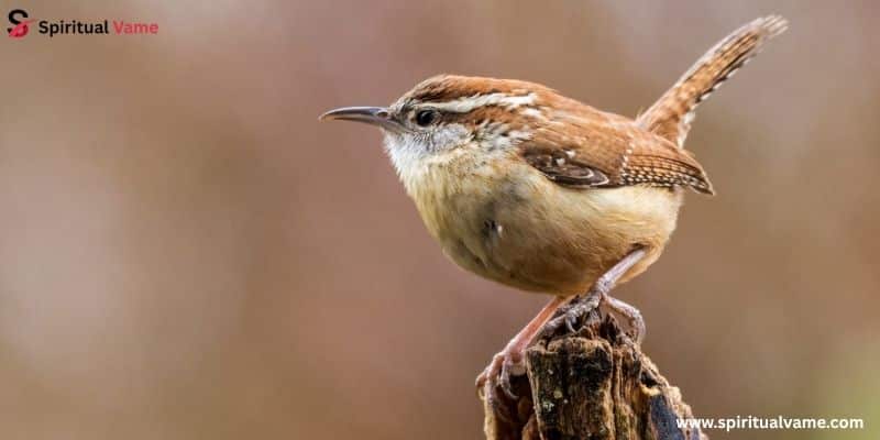 Carolina Wren