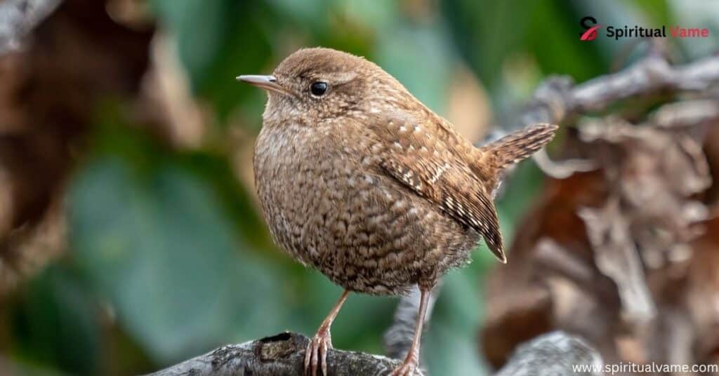 Winter Wren