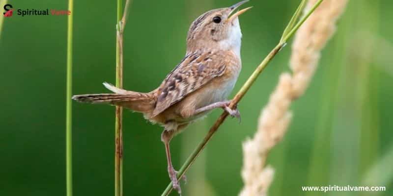 Sedge Wren