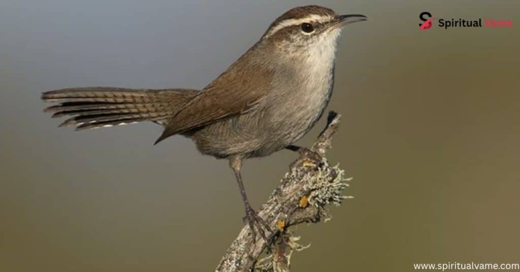 Bewick’s Wren