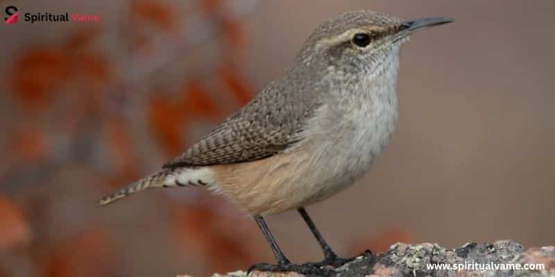 Rock Wren