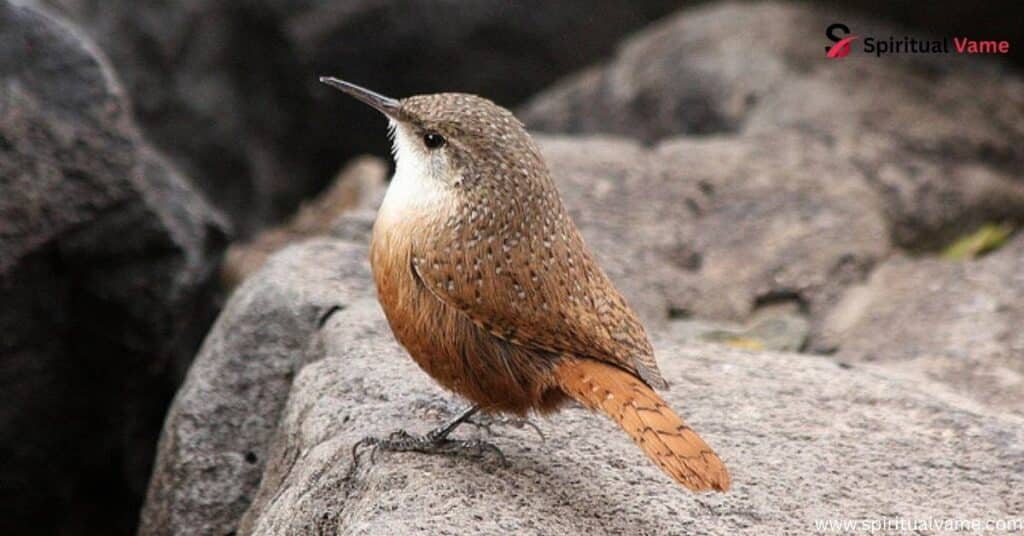 Canyon Wren