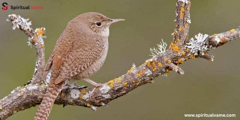 House Wren