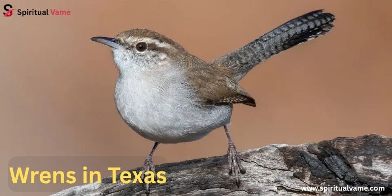 Wrens in Texas