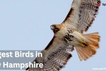 Largest Birds in New Hampshire