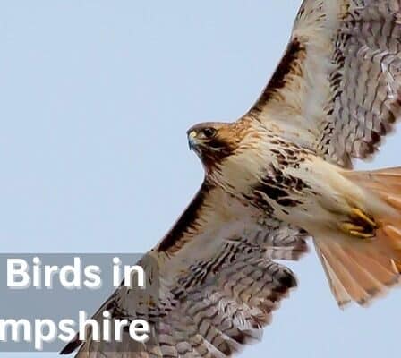 Largest Birds in New Hampshire