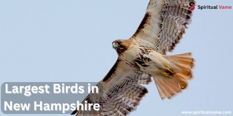 Largest Birds in New Hampshire