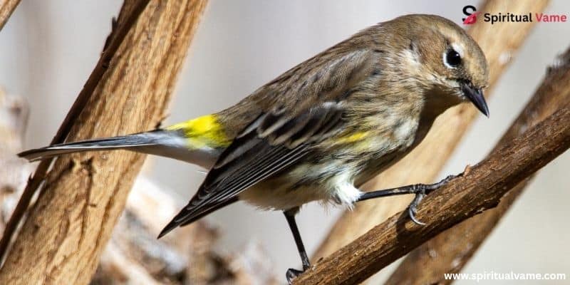 Yellow-rumped Warbler